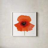 Simple Wild Poppy by Deborah Revell. Shown in a crisp white glass frame for a clean and minimalist style. Available as an archival giclee rolled canvas, fine art paper, or poster print. SKU 104467a.