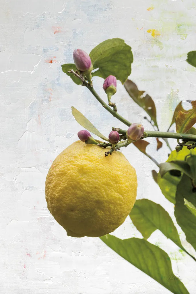 Single Lemon by Deborah Revell. SKU 94132h. Archival Giclee Fine art print for wall decor.