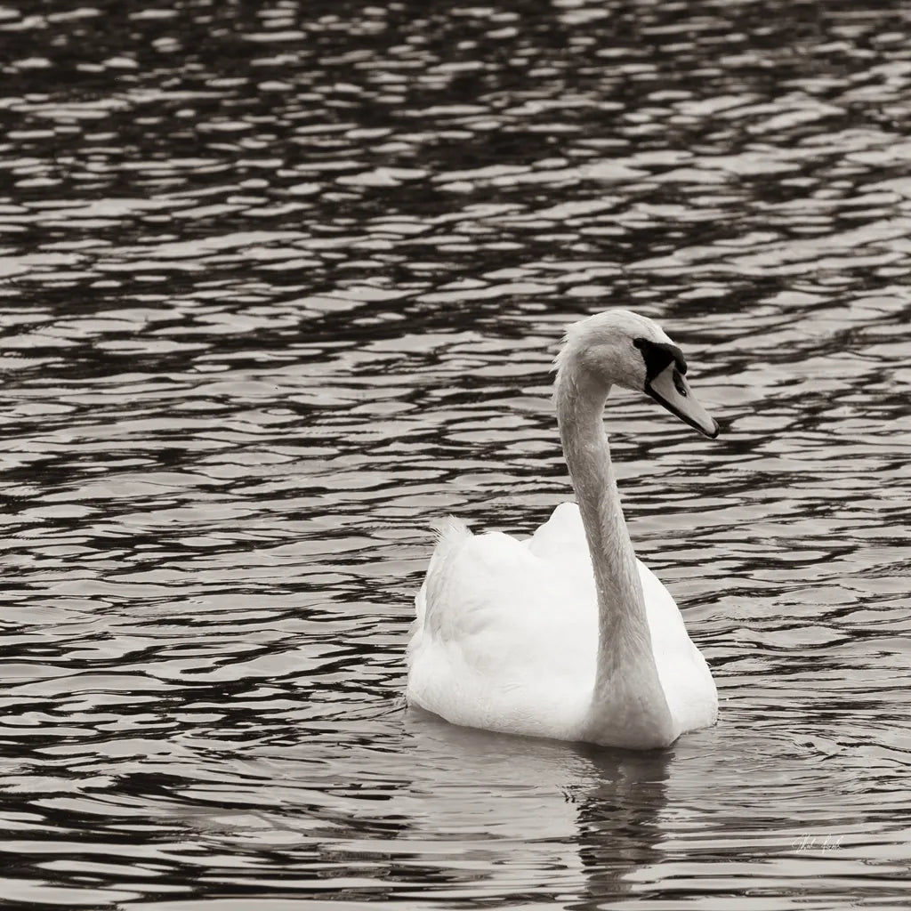 Single Swan by Deborah Revell. SKU 96815a. Archival Giclee Fine art print for wall decor.