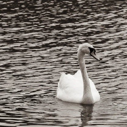 Single Swan by Deborah Revell. SKU 96815a. Archival Giclee Fine art print for wall decor.