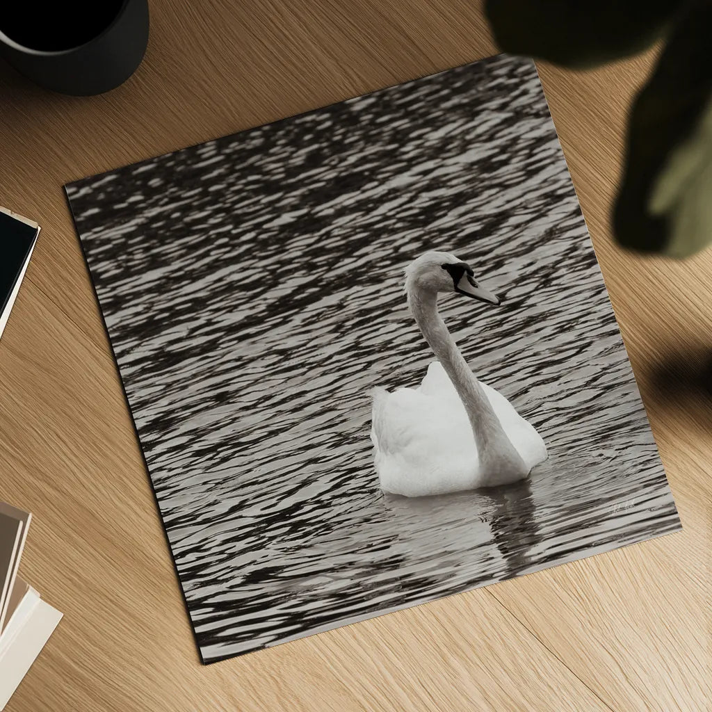 Single Swan by Deborah Revell. Shown as a detailed flat fine art print, highlighting archival giclee quality. Available as an archival giclee rolled canvas, fine art paper, or poster print. SKU 96815a.
