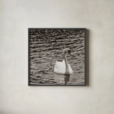 Single Swan by Deborah Revell. Shown in a sleek black glass frame for a contemporary gallery look. Available as an archival giclee rolled canvas, fine art paper, or poster print. SKU 96815a.