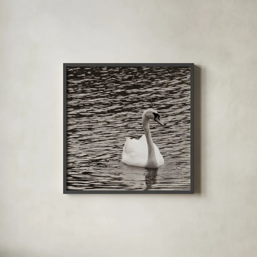 Single Swan by Deborah Revell. Shown in a sleek black glass frame for a contemporary gallery look. Available as an archival giclee rolled canvas, fine art paper, or poster print. SKU 96815a.