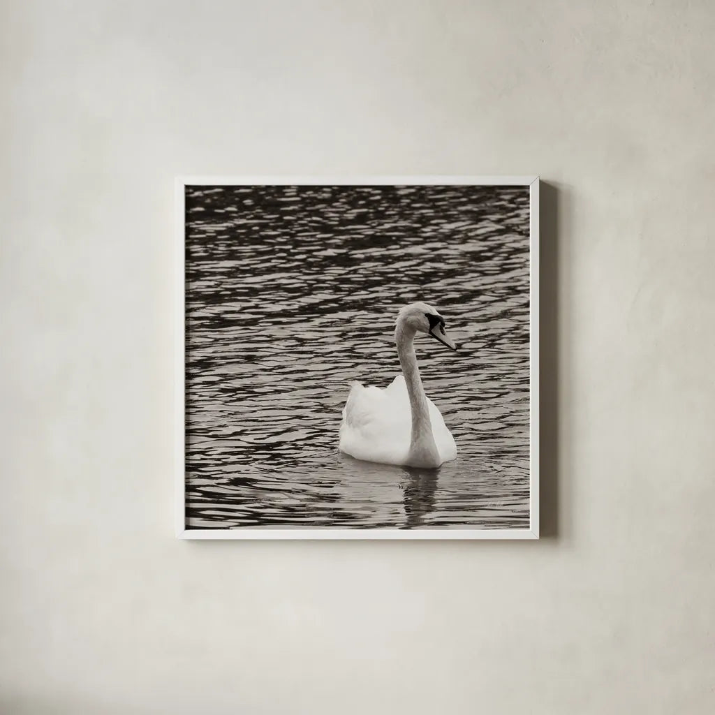 Single Swan by Deborah Revell. Shown in a crisp white glass frame for a clean and minimalist style. Available as an archival giclee rolled canvas, fine art paper, or poster print. SKU 96815a.