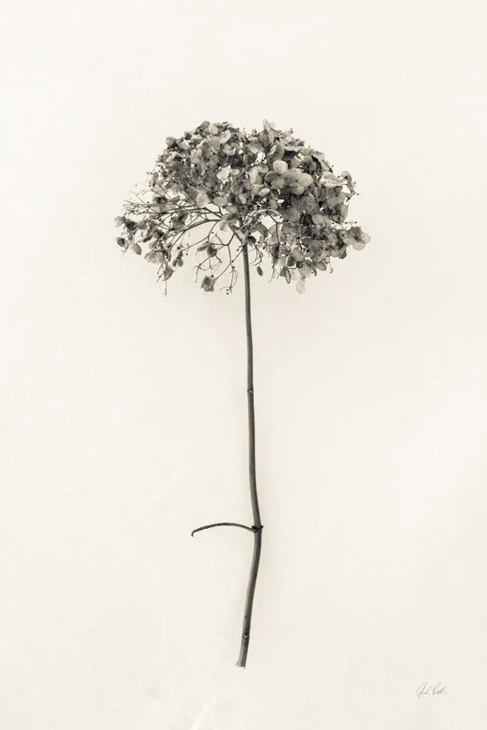 Sleek Simplicity I by Deborah Revell. SKU 92325h. Archival Giclee Fine art print for wall decor.