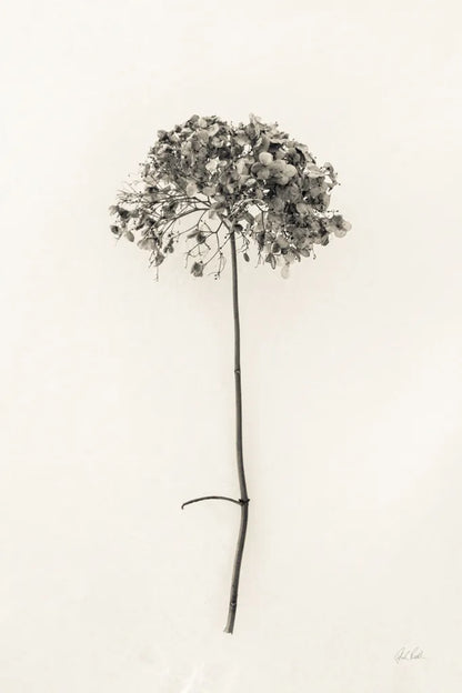 Sleek Simplicity I by Deborah Revell. SKU 92325h. Archival Giclee Fine art print for wall decor.