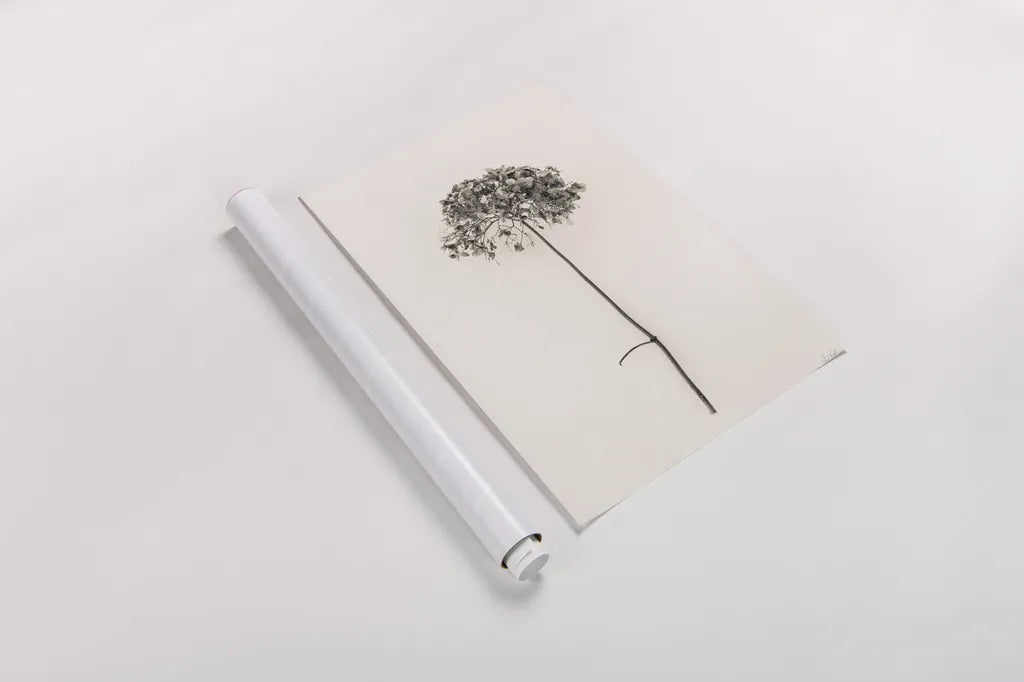 Sleek Simplicity I by Deborah Revell. shown as a rolled paper print. Available as archival giclee rolled canvas, fine art paper, or poster print. SKU 92325h.