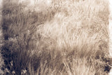 Soft Grasses II by Deborah Revell. SKU 94358i. Archival Giclee Fine art print for wall decor.