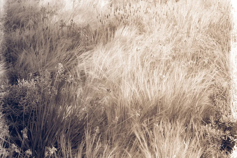 Soft Grasses II by Deborah Revell. SKU 94358i. Archival Giclee Fine art print for wall decor.