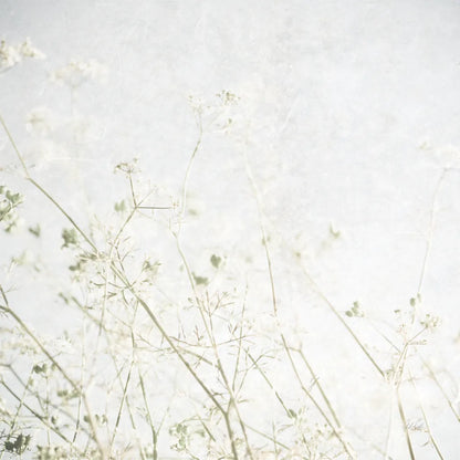 Soft Wild Grass by Deborah Revell. SKU 98513a. Archival Giclee Fine art print for wall decor.