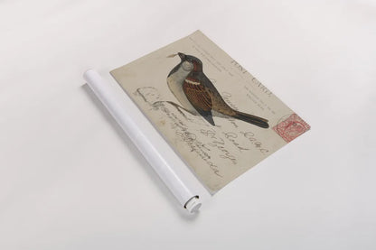 Sparrow by Deborah Revell. shown as a rolled paper print. Available as archival giclee rolled canvas, fine art paper, or poster print. SKU 101623i.