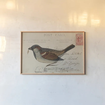 Sparrow by Deborah Revell. shown as a paper print in a natural frame. Available as a archival giclee rolled canvas, fine art paper, or poster print. SKU 101623i.