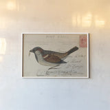 Sparrow by Deborah Revell. shown as a paper print in a white frame. Available as a archival giclee rolled canvas, fine art paper, or poster print. SKU 101623i.