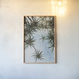 Spiral Palm I by Deborah Revell. shown as a paper print in a natural frame. Available as a archival giclee rolled canvas, fine art paper, or poster print. SKU 104280h.