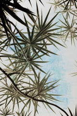 Spiral Palm II by Deborah Revell. SKU 104281h. Archival Giclee Fine art print for wall decor.