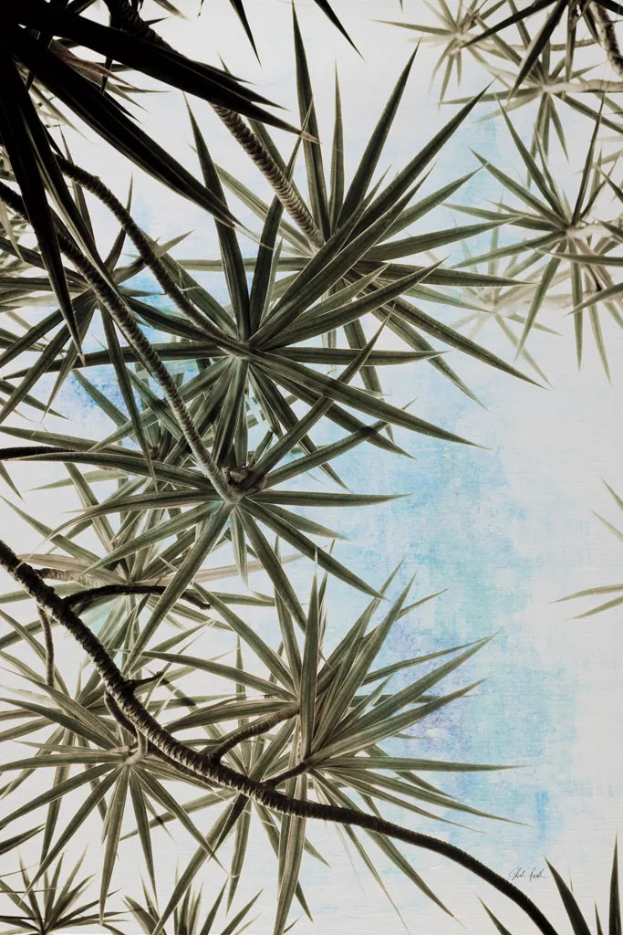 Spiral Palm II by Deborah Revell. SKU 104281h. Archival Giclee Fine art print for wall decor.