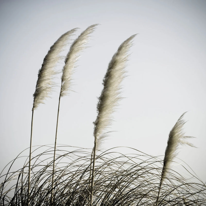 Spirit Dance I by Deborah Revell