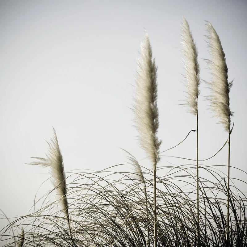 Spirit Dance II by Deborah Revell