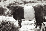 Standing Cow by Deborah Revell. SKU 94286i. Archival Giclee Fine art print for wall decor.