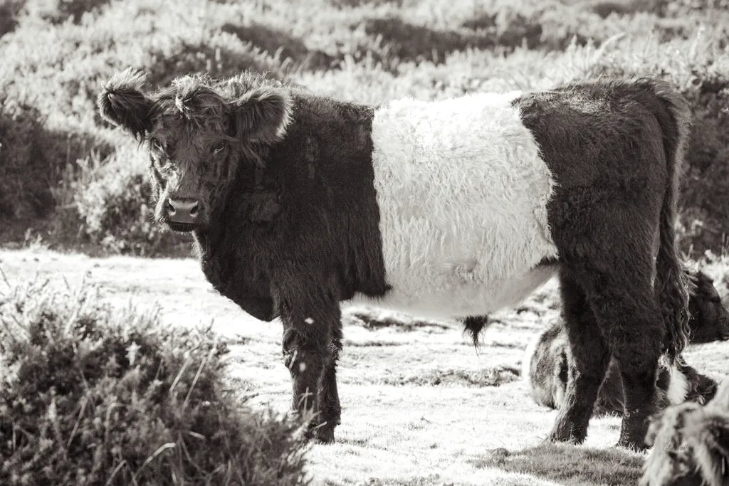 Standing Cow by Deborah Revell. SKU 94286i. Archival Giclee Fine art print for wall decor.