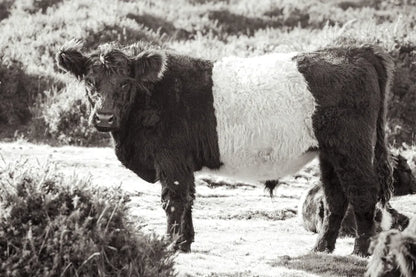 Standing Cow by Deborah Revell. SKU 94286i. Archival Giclee Fine art print for wall decor.