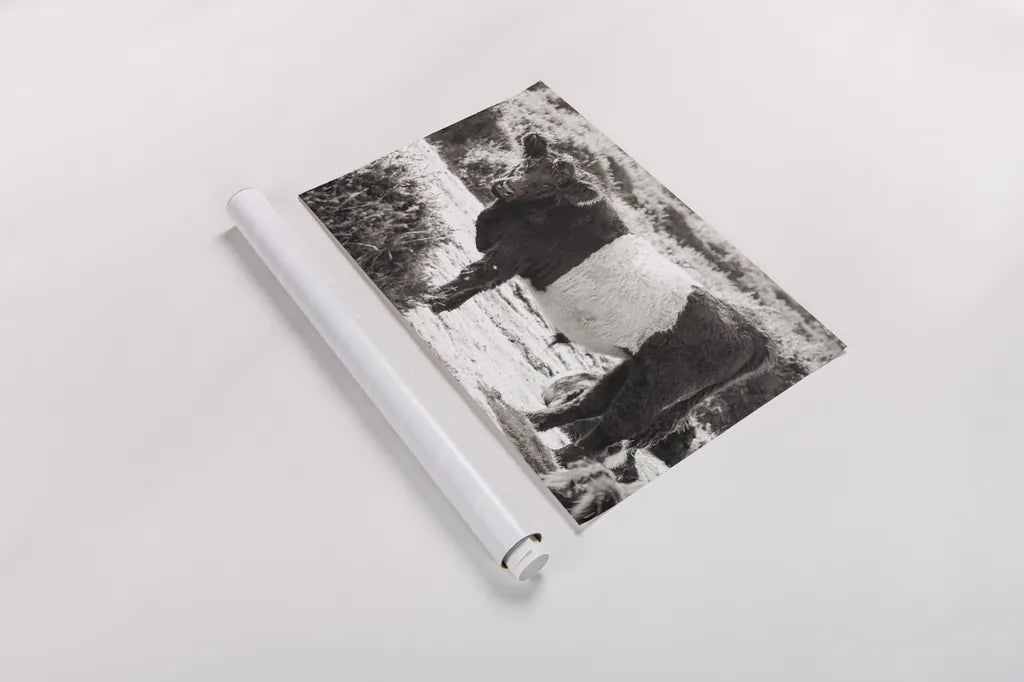 Standing Cow by Deborah Revell. shown as a rolled paper print. Available as archival giclee rolled canvas, fine art paper, or poster print. SKU 94286i.