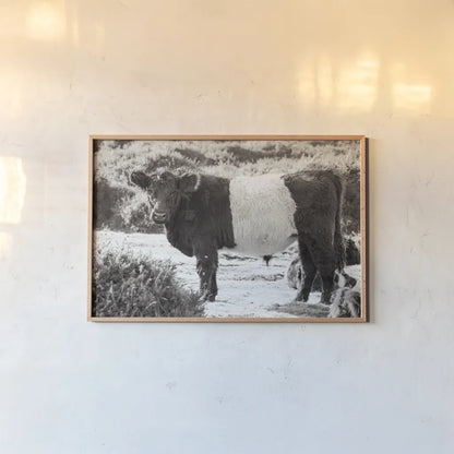 Standing Cow by Deborah Revell. shown as a paper print in a natural frame. Available as a archival giclee rolled canvas, fine art paper, or poster print. SKU 94286i.