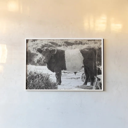 Standing Cow by Deborah Revell. shown as a paper print in a white frame. Available as a archival giclee rolled canvas, fine art paper, or poster print. SKU 94286i.