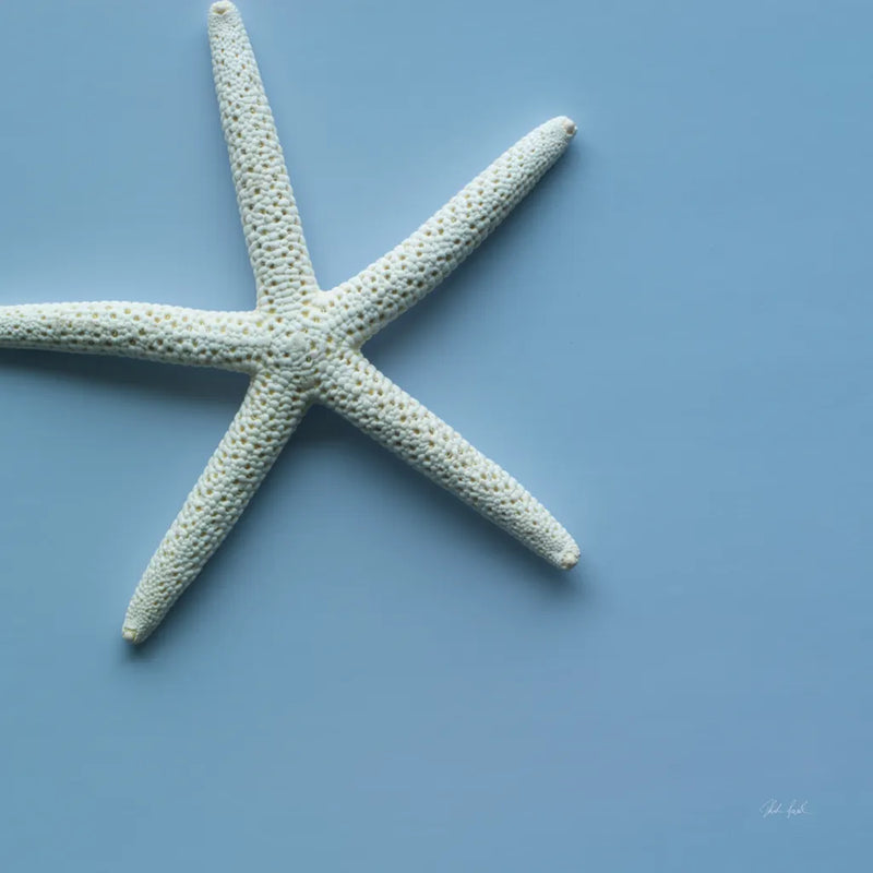 Starfish I by Deborah Revell. SKU 96628a. Archival Giclee Fine art print for wall decor.
