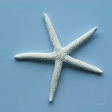 Starfish II by Deborah Revell. SKU 96629a. Archival Giclee Fine art print for wall decor.