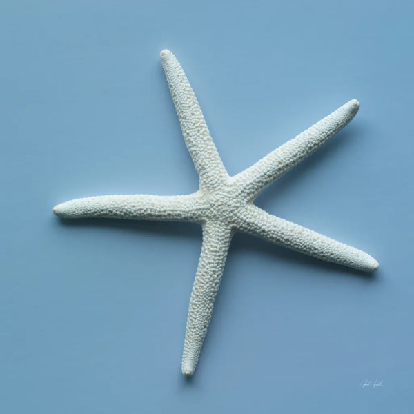 Starfish II by Deborah Revell. SKU 96629a. Archival Giclee Fine art print for wall decor.