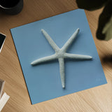 Starfish II by Deborah Revell. Shown as a detailed flat fine art print, highlighting archival giclee quality. Available as an archival giclee rolled canvas, fine art paper, or poster print. SKU 96629a.