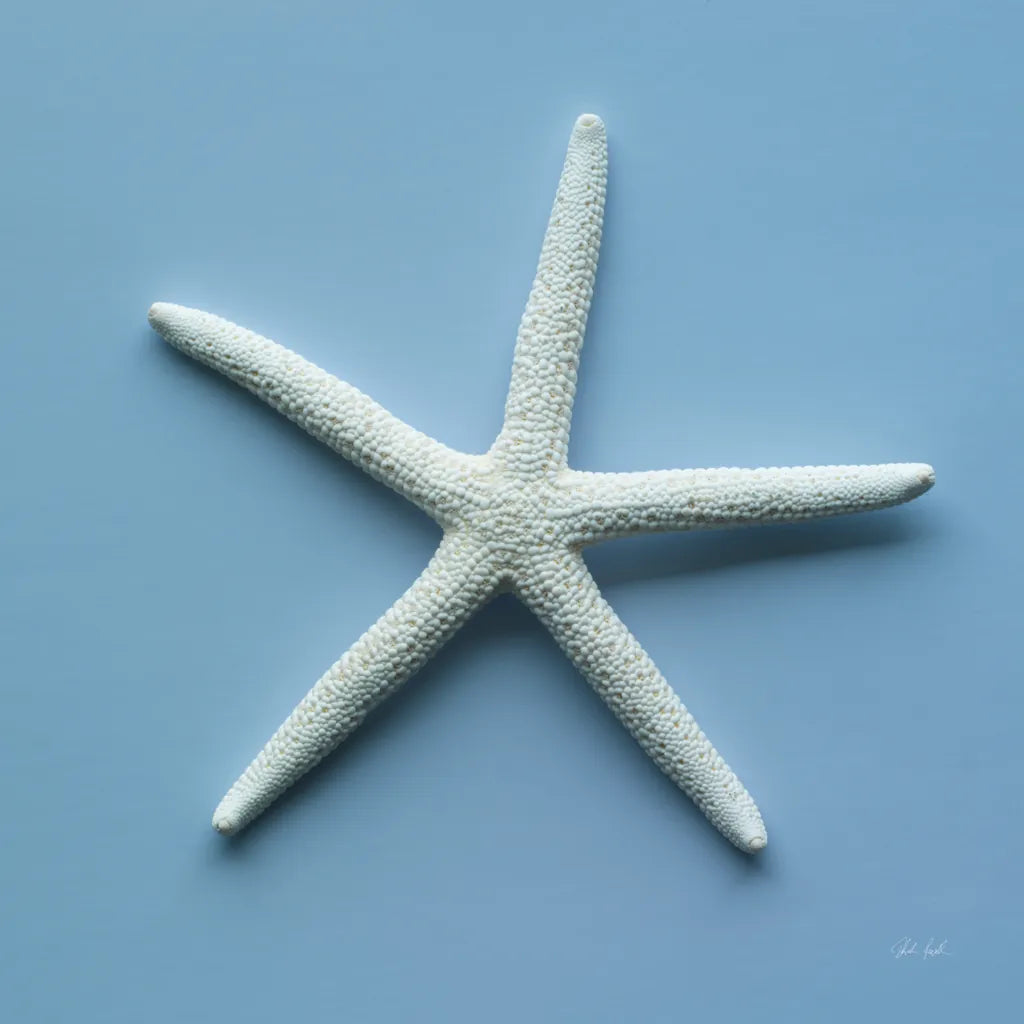Starfish III by Deborah Revell. SKU 96630a. Archival Giclee Fine art print for wall decor.