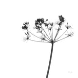 Stark by Deborah Revell. SKU 92047a. Archival Giclee Fine art print for wall decor.