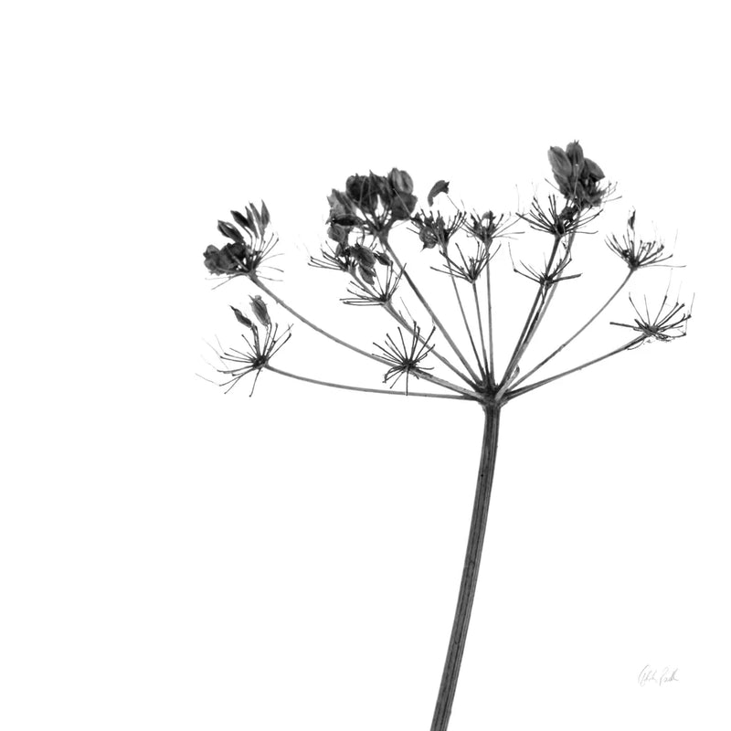 Stark by Deborah Revell. SKU 92047a. Archival Giclee Fine art print for wall decor.
