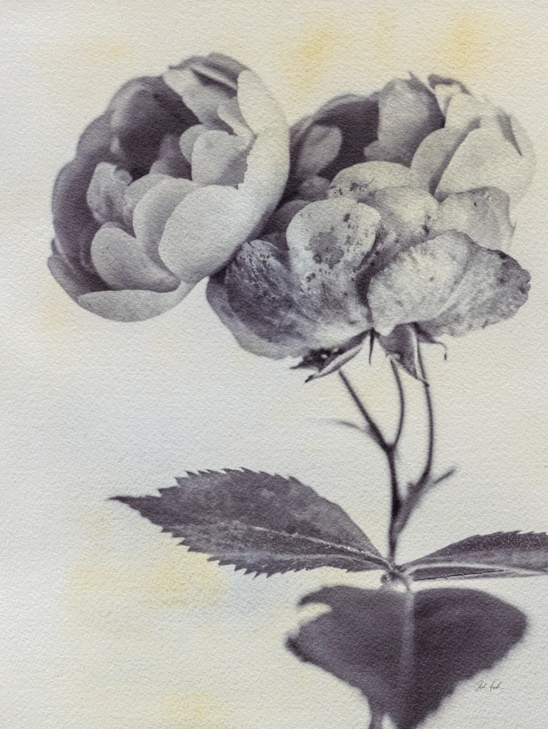 Subtle Rose by Deborah Revell