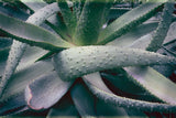Succulent I by Deborah Revell. SKU 94379i. Archival Giclee Fine art print for wall decor.