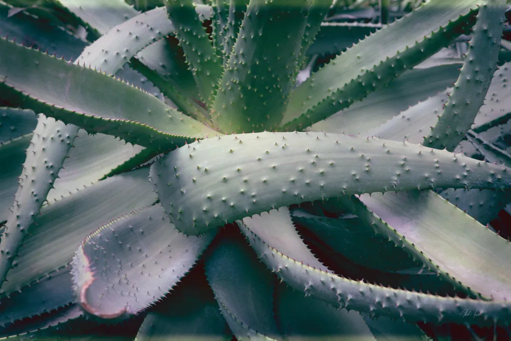 Succulent I by Deborah Revell. SKU 94379i. Archival Giclee Fine art print for wall decor.