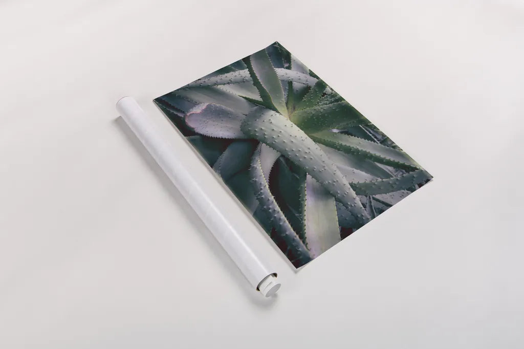 Succulent I by Deborah Revell. shown as a rolled paper print. Available as archival giclee rolled canvas, fine art paper, or poster print. SKU 94379i.