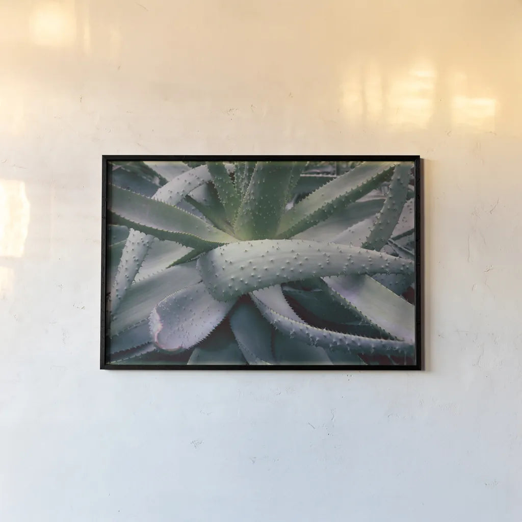 Succulent I by Deborah Revell. shown as a paper print in a black flame. Available as a archival giclee rolled canvas, fine art paper, or poster print. SKU 94379i.