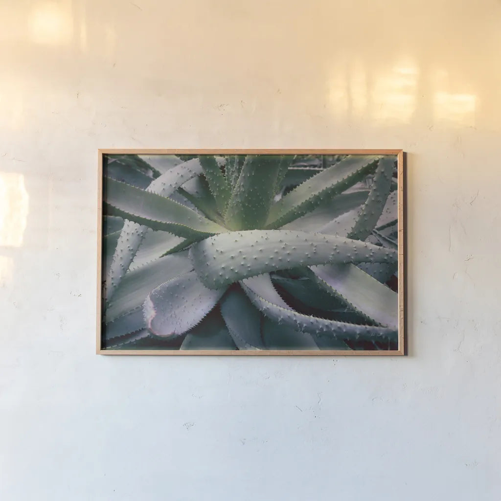 Succulent I by Deborah Revell. shown as a paper print in a natural frame. Available as a archival giclee rolled canvas, fine art paper, or poster print. SKU 94379i.