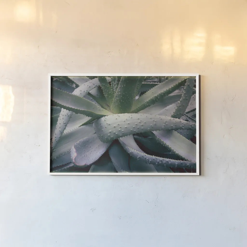 Succulent I by Deborah Revell. shown as a paper print in a white frame. Available as a archival giclee rolled canvas, fine art paper, or poster print. SKU 94379i.