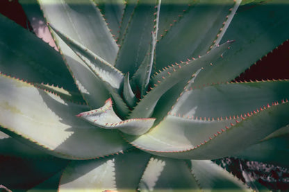 Succulent II by Deborah Revell. SKU 94380i. Archival Giclee Fine art print for wall decor.