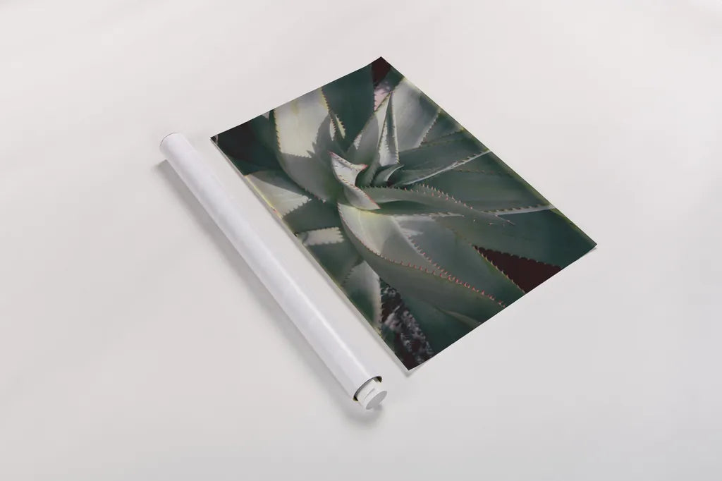 Succulent II by Deborah Revell. shown as a rolled paper print. Available as archival giclee rolled canvas, fine art paper, or poster print. SKU 94380i.