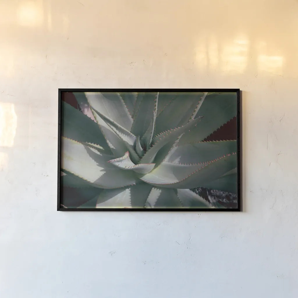 Succulent II by Deborah Revell. shown as a paper print in a black flame. Available as a archival giclee rolled canvas, fine art paper, or poster print. SKU 94380i.