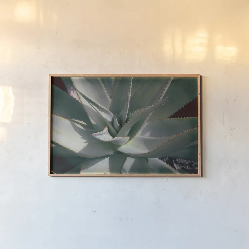 Succulent II by Deborah Revell. shown as a paper print in a natural frame. Available as a archival giclee rolled canvas, fine art paper, or poster print. SKU 94380i.