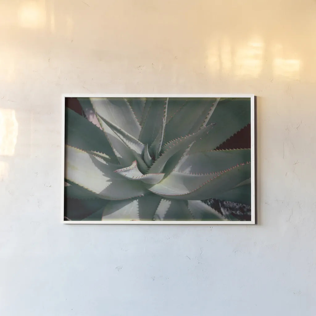 Succulent II by Deborah Revell. shown as a paper print in a white frame. Available as a archival giclee rolled canvas, fine art paper, or poster print. SKU 94380i.