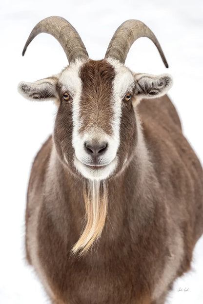 Susan the Goat by Deborah Revell. SKU 96323h. Archival Giclee Fine art print for wall decor.