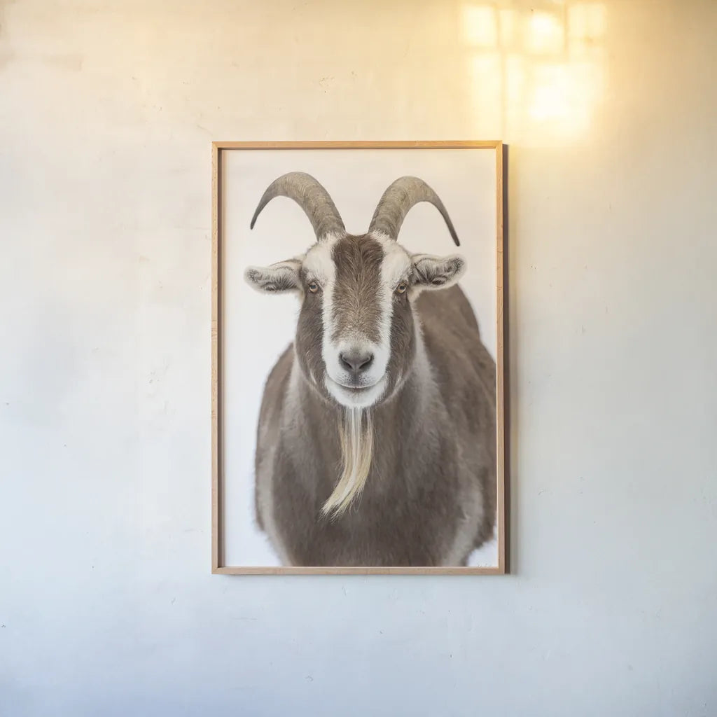 Susan the Goat by Deborah Revell. shown as a paper print in a natural frame. Available as a archival giclee rolled canvas, fine art paper, or poster print. SKU 96323h.