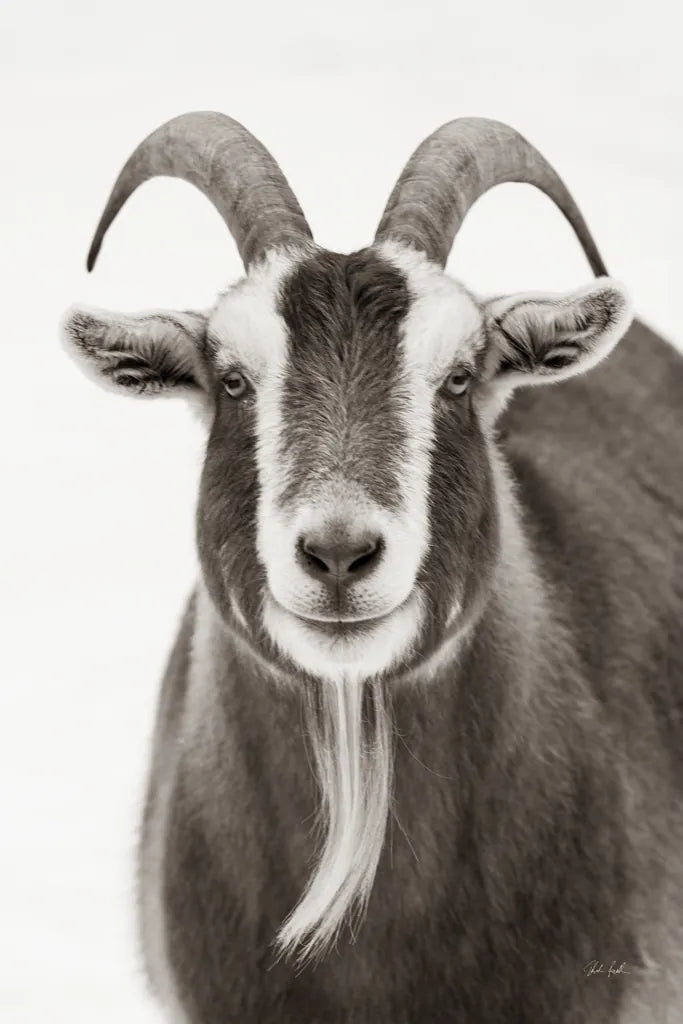Susan the Goat BW by Deborah Revell. SKU 96324h. Archival Giclee Fine art print for wall decor.